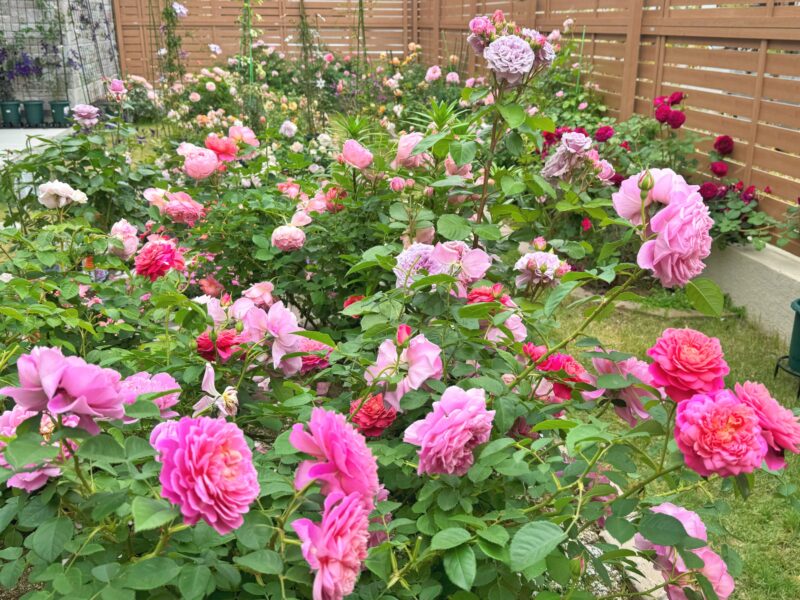 ガーデンリフォーム 芝生の庭をバラ園に